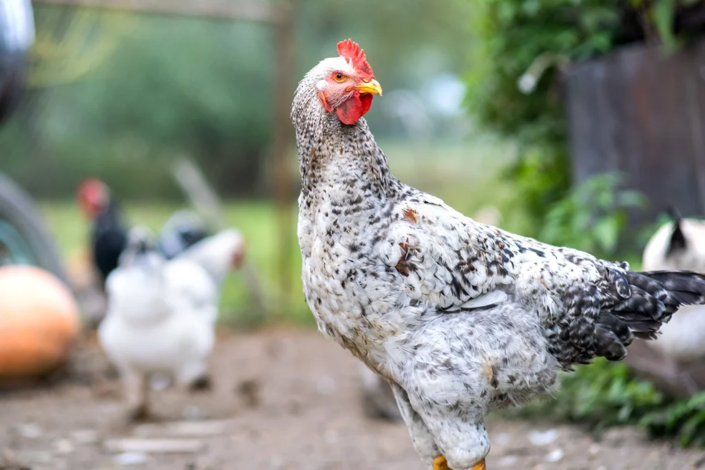 closeup-of-domestic-chicken-feeding-on-traditional-2023-11-27-05-01-04-utc